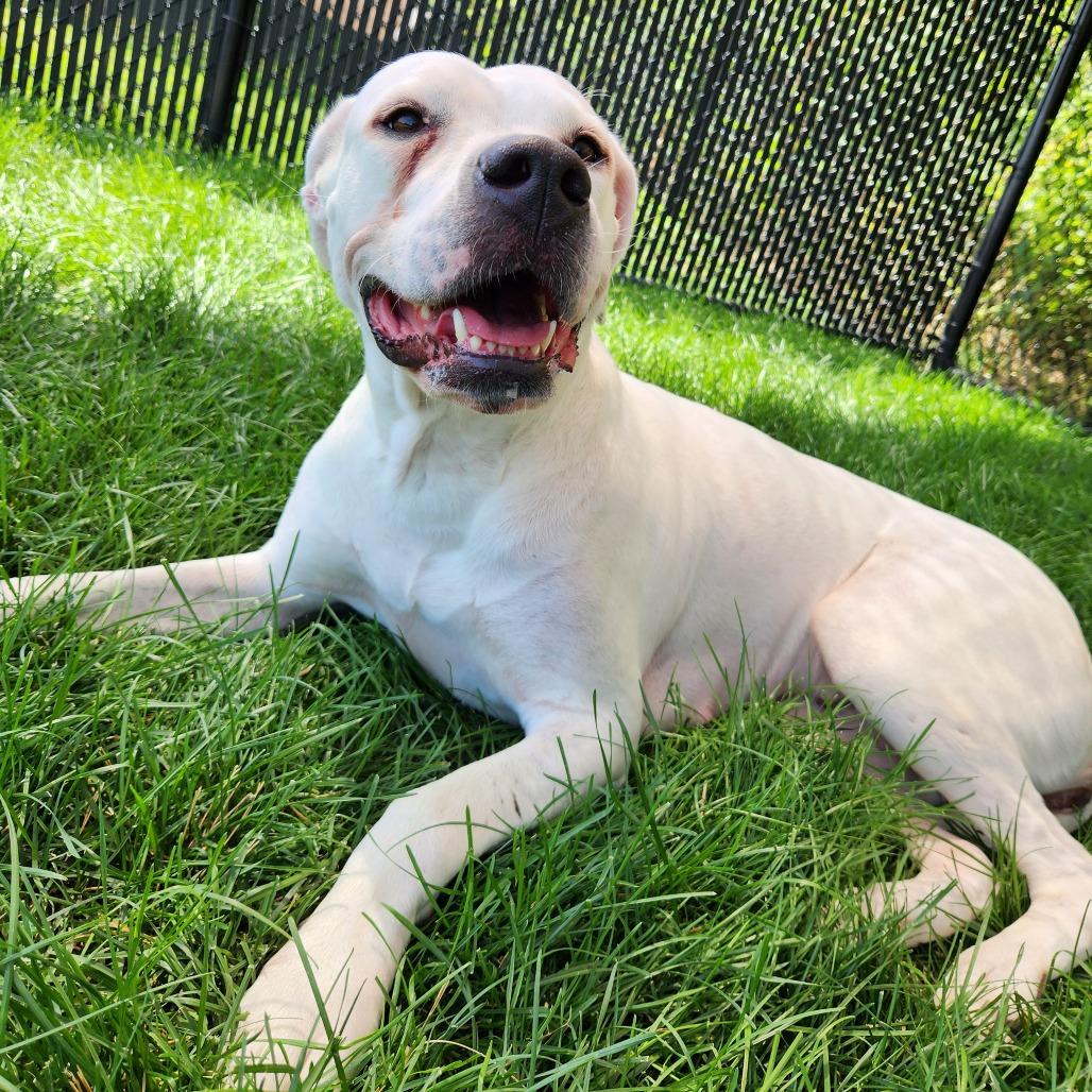 Ivori, a Adoptable mixed breed in Fort Wayne, IN image 4/4