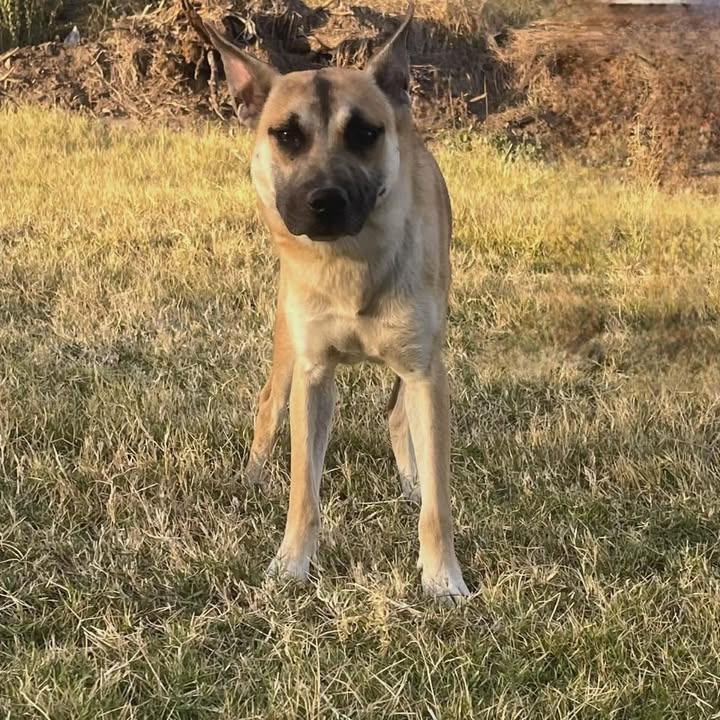 Enlarge Lex, a Adoptable mixed breed in Aledo, TX image 1/5