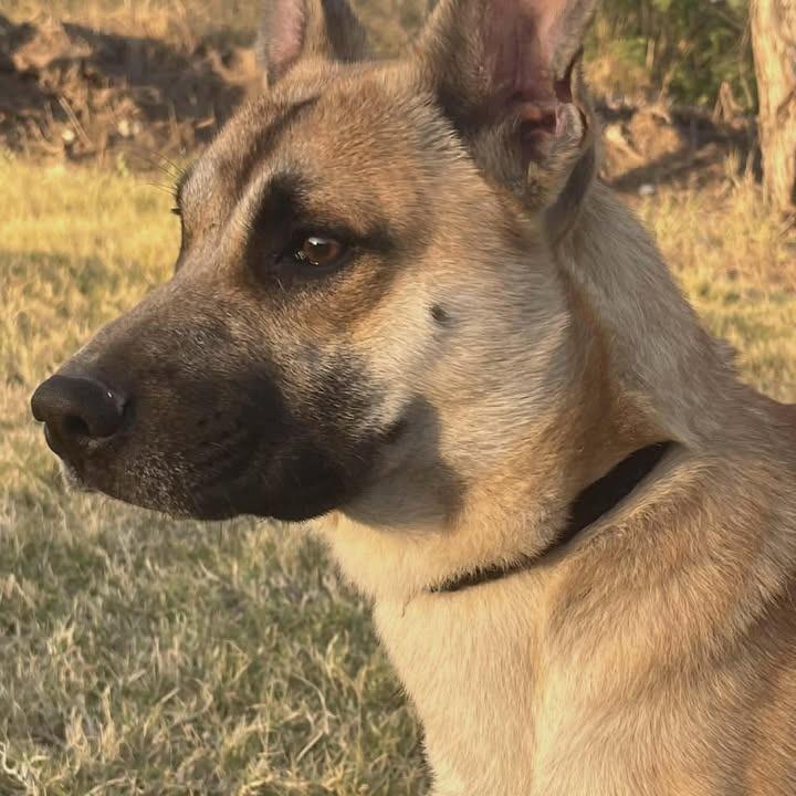 Enlarge Lex, a Adoptable mixed breed in Aledo, TX image 2/5