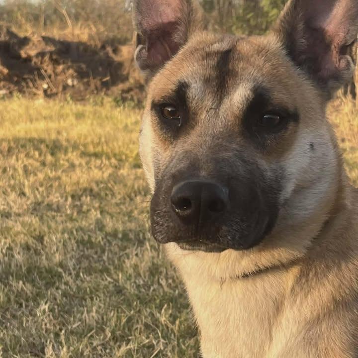Enlarge Lex, a Adoptable mixed breed in Aledo, TX image 3/5