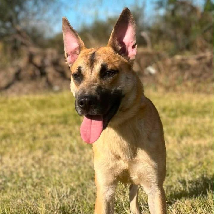 Enlarge Lex, a Adoptable mixed breed in Aledo, TX image 4/5