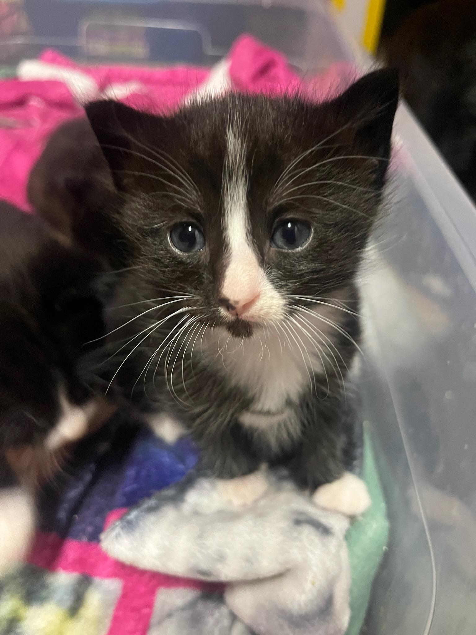 Mal, ADOPTABLE, Kitten Female Domestic Short Hair.