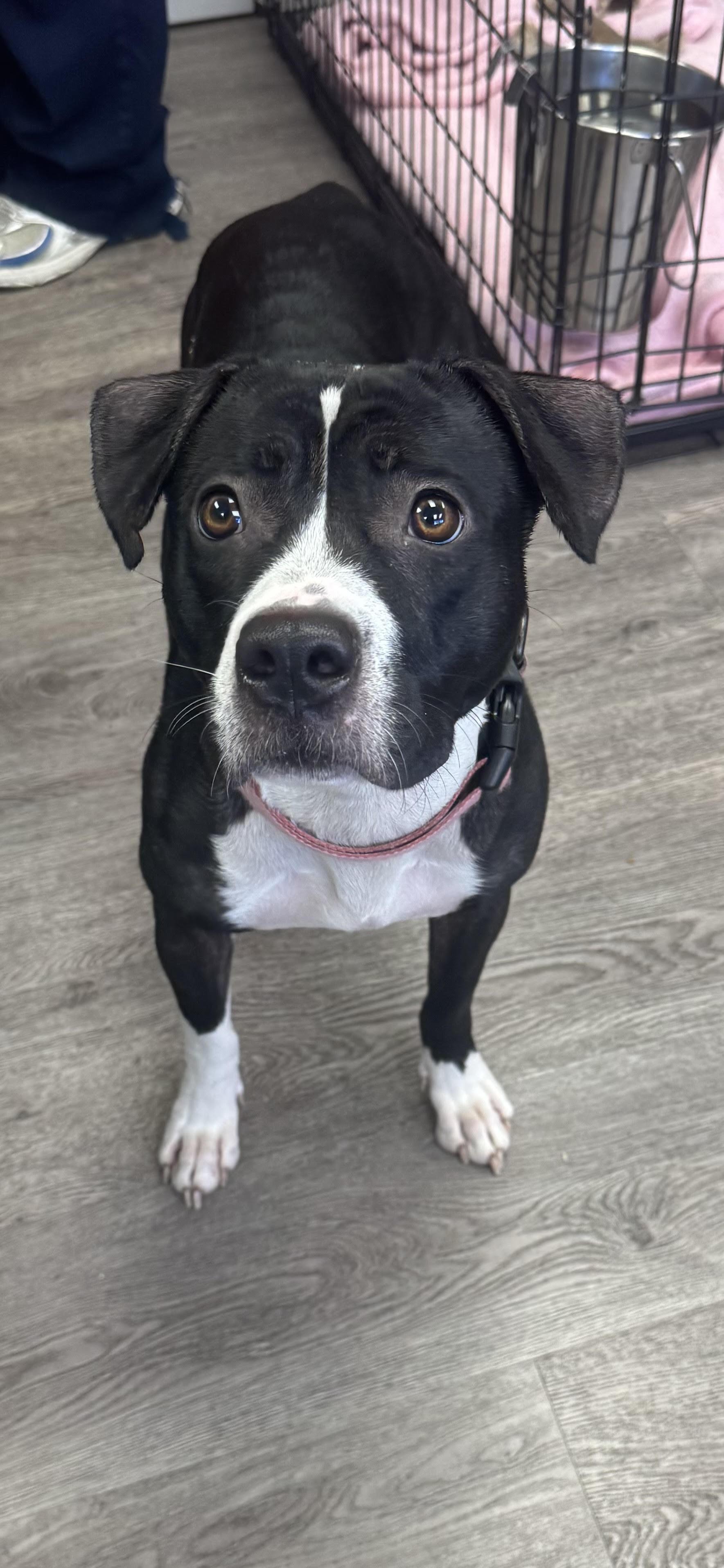 Lotto, Adopted, Young Female Boxer & American Bully.