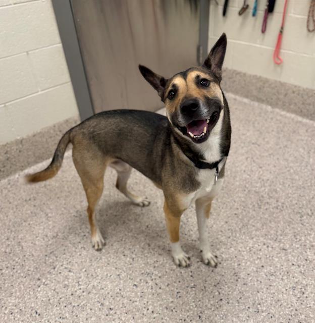 CHEVY, Adoptable, Adult Male German Shepherd Dog & Mixed Breed.