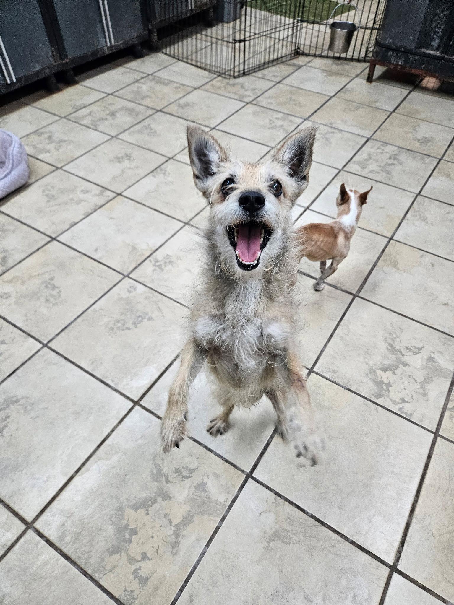 Enlarge Ricardo, a Adopted Terrier in El Centro, CA image 1/1