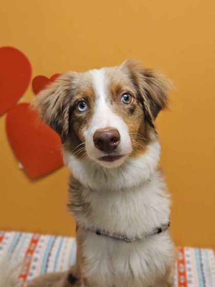 Echo, a ADOPTABLE mixed breed in Bellingham, WA image 3/3