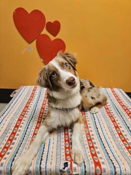 Echo, a ADOPTABLE mixed breed in Bellingham, WA image 2/3