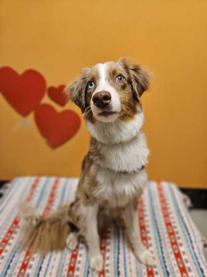 Echo, a ADOPTABLE mixed breed in Bellingham, WA image 1/3