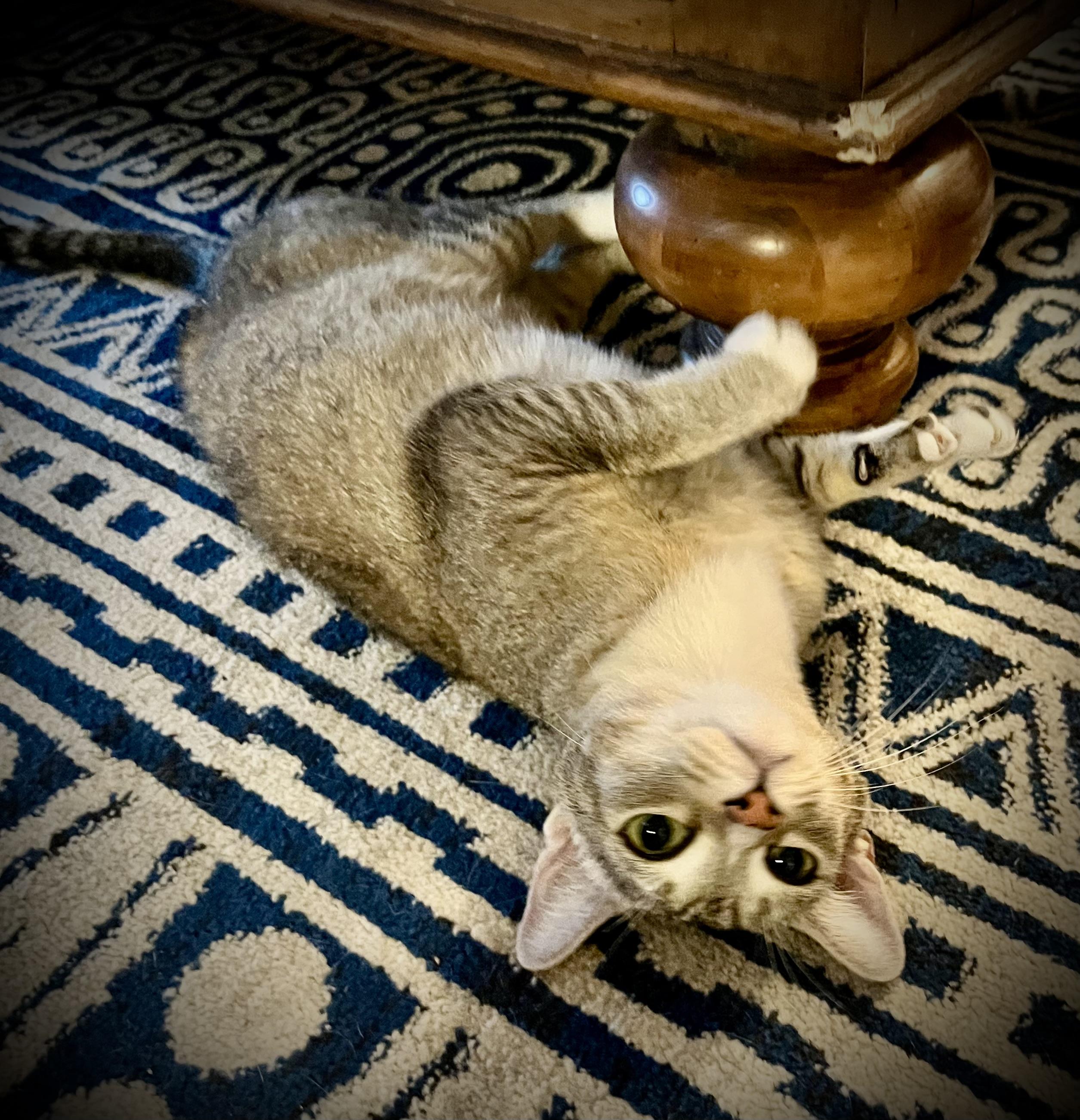 Enlarge Mama Yo Yo, a ADOPTABLE Domestic Short Hair in Roswell, NM image 1/1