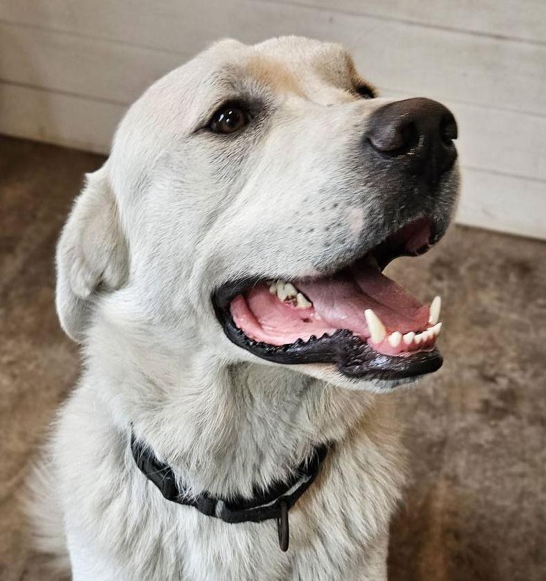 Enlarge Rigby, a Adoptable mixed breed in Hamilton, MT image 1/3