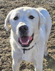 Rigby, Adopted, Young Male Great Pyrenees & Akbash.