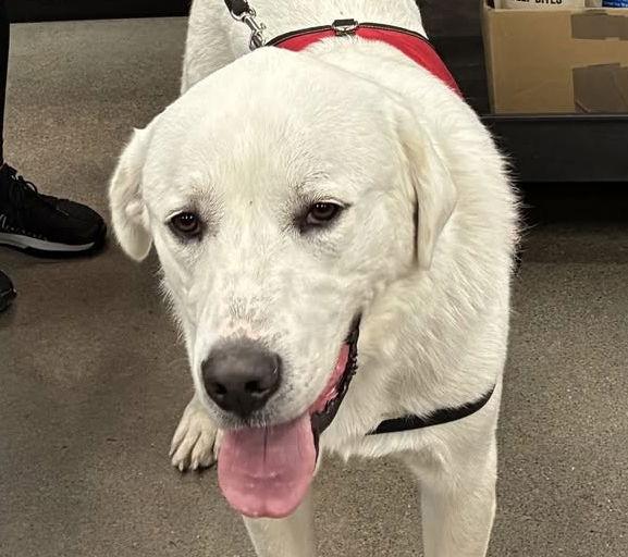 Enlarge Rigby, a Adoptable mixed breed in Hamilton, MT image 3/3