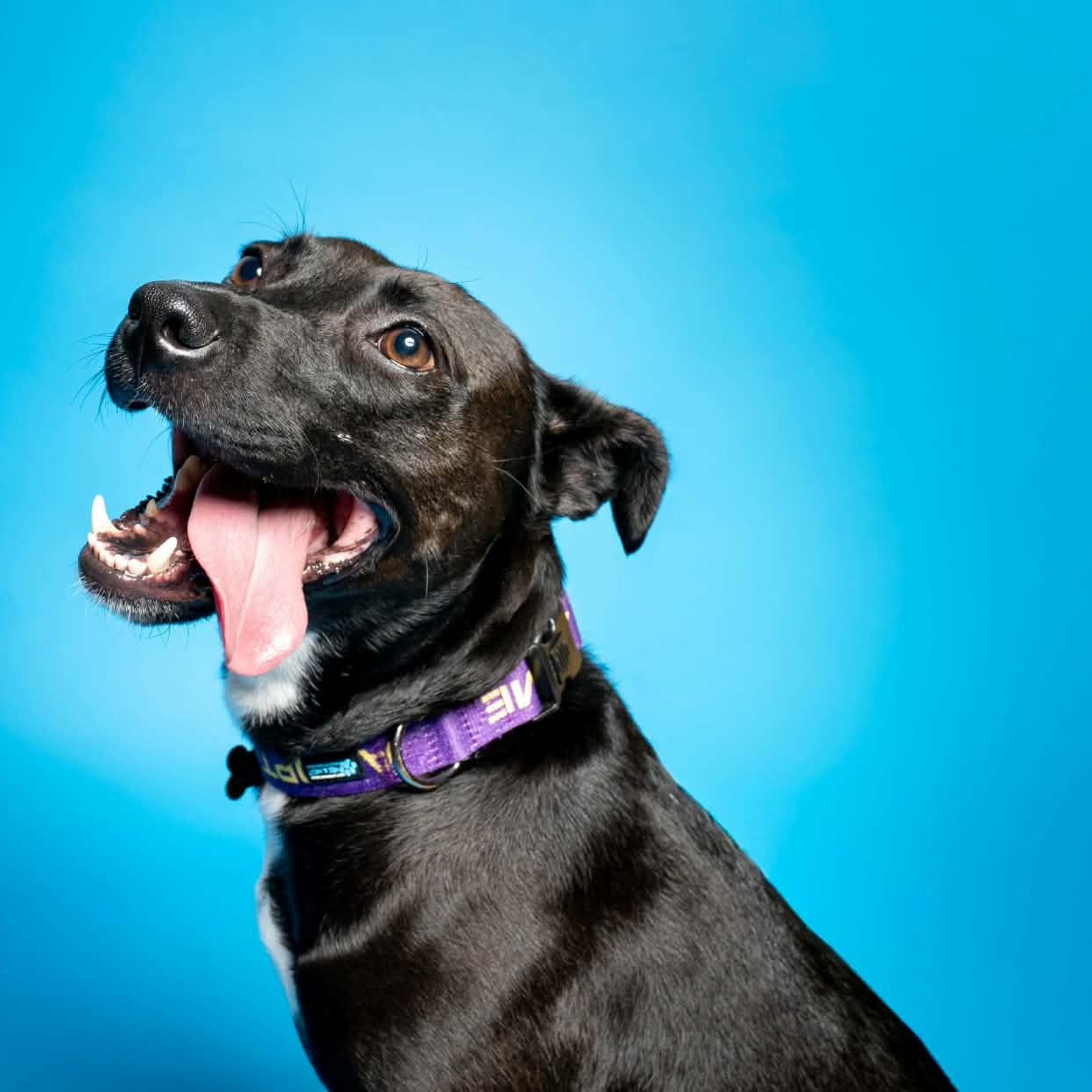 Josie, Adoptable, Adult Female Pit Bull Terrier & Mixed Breed.
