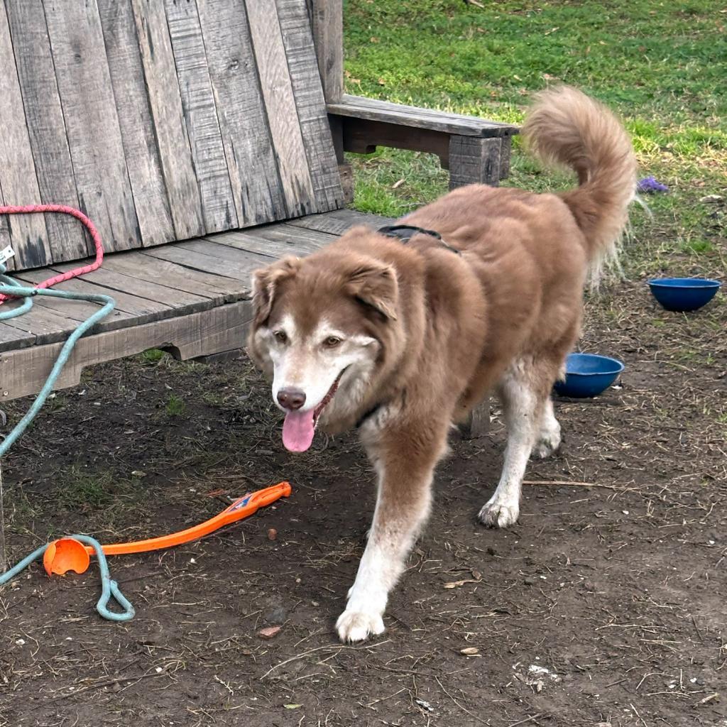 Handsome Harry (AKA Dogitty Dog), a Adoptable Husky in New Orleans, LA image 2/3