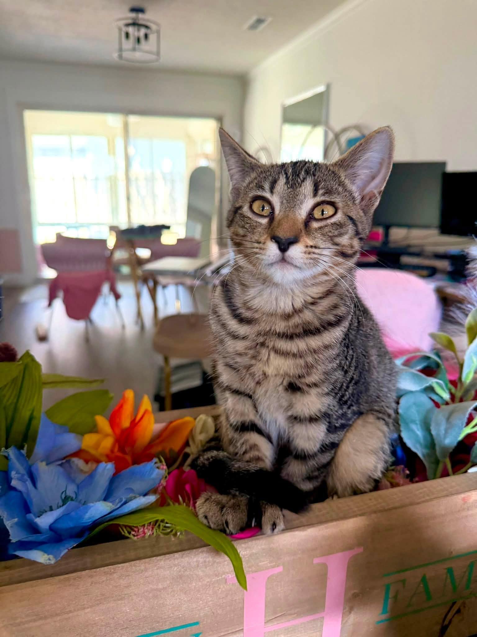 Enlarge Agatha, a Adoptable Domestic Short Hair in Wilmington, NC image 1/1