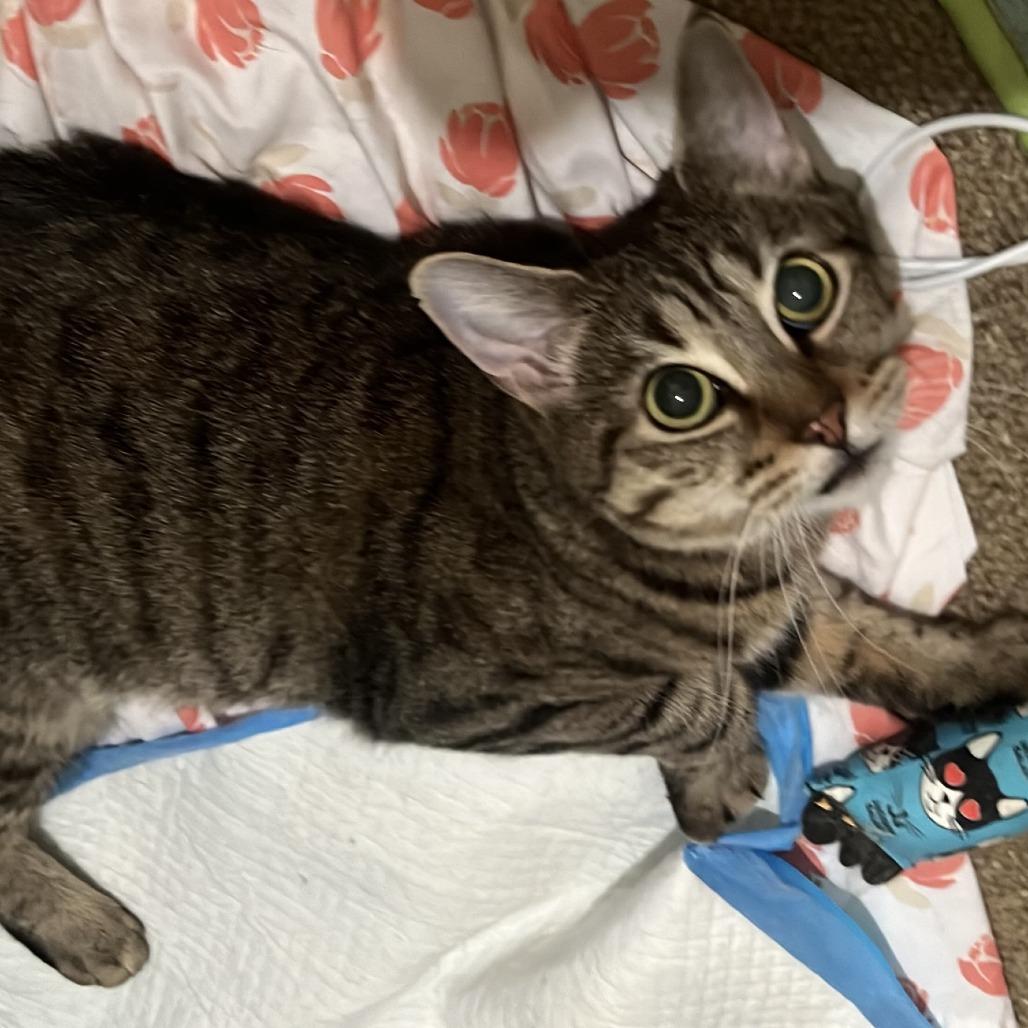 Olivia 3, a Adoptable Domestic Short Hair in Middle Village, NY image 5/6