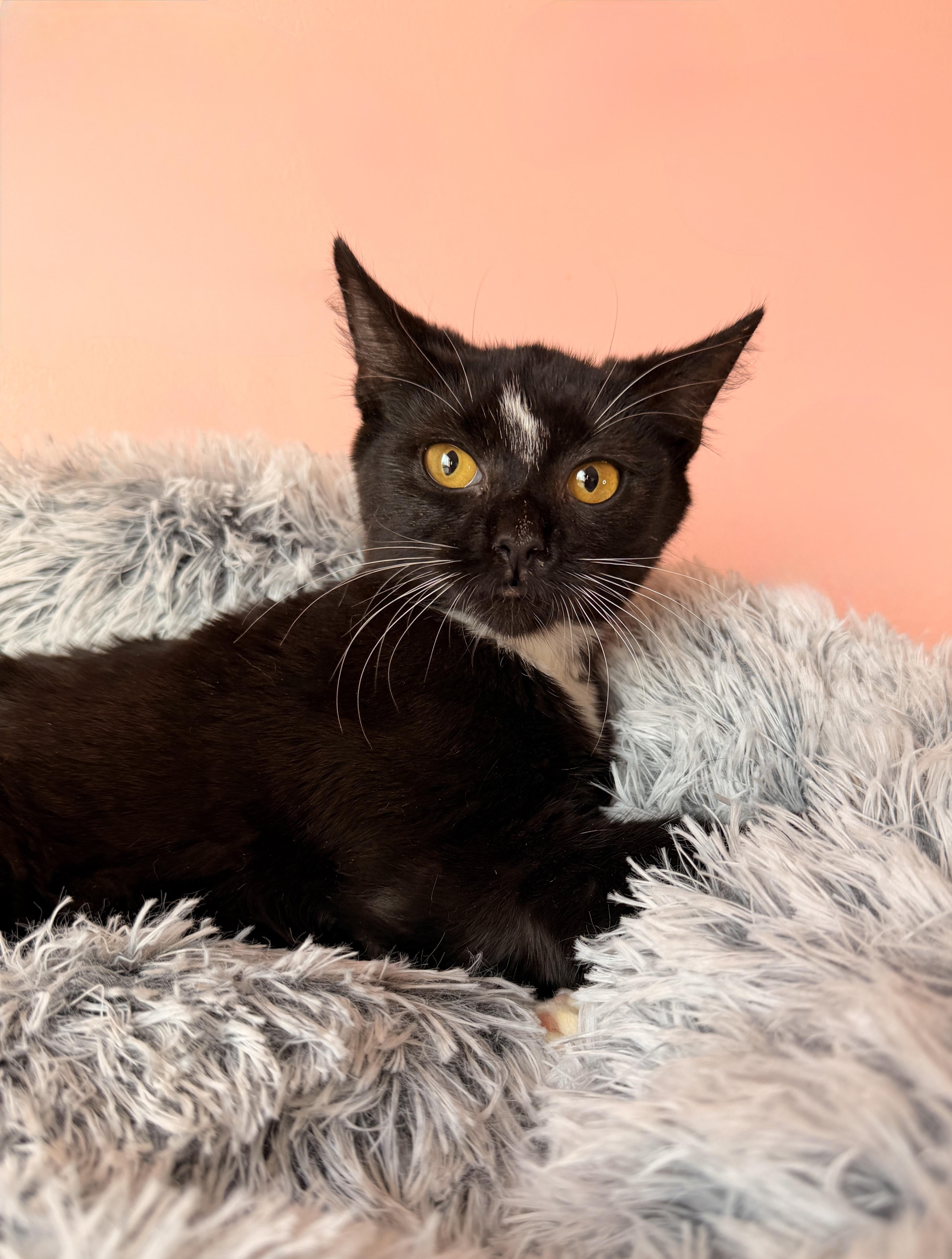 Enlarge ZURI, a ADOPTABLE Tuxedo in New York, NY image 1/1