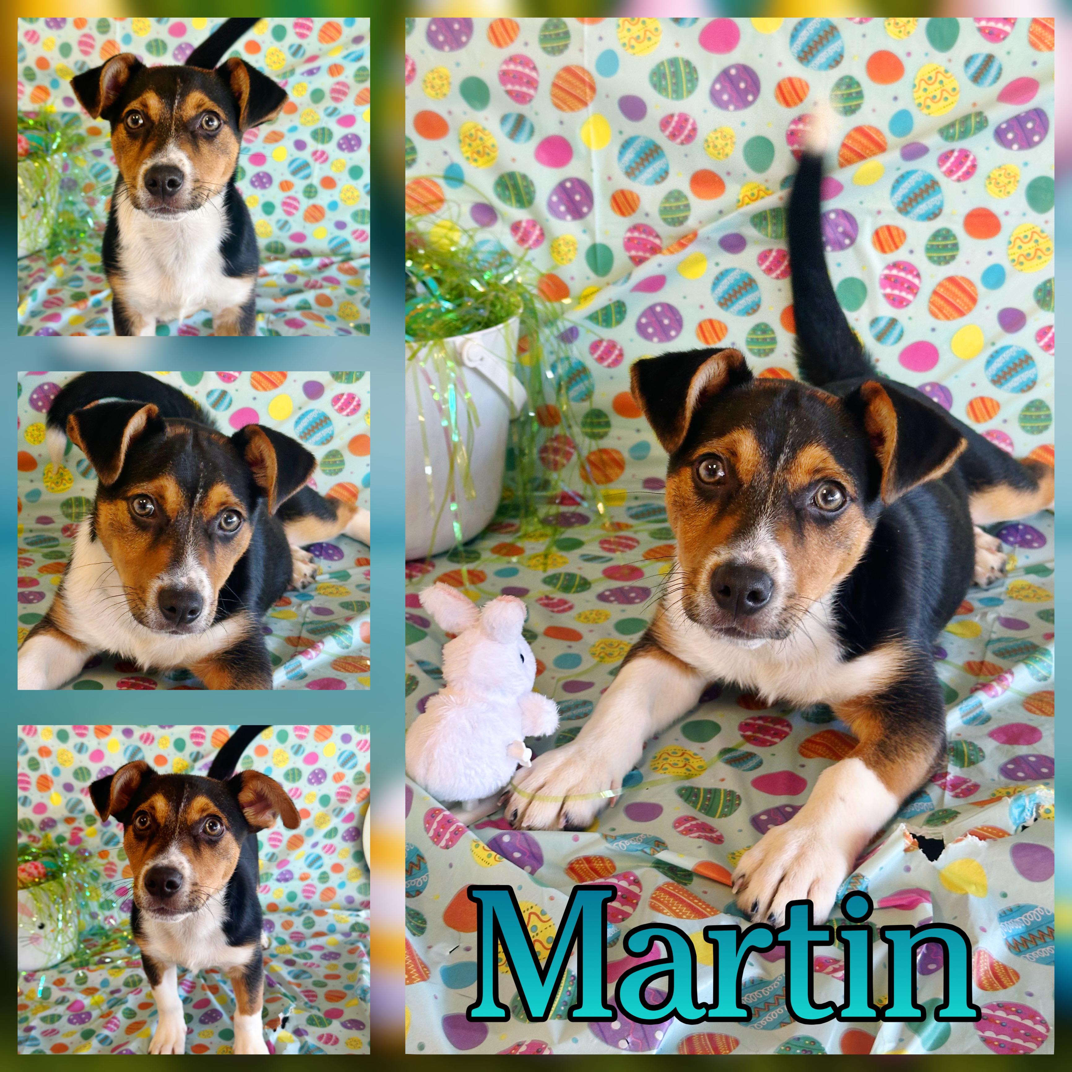 Martin, ADOPTABLE, Puppy Male Hound.