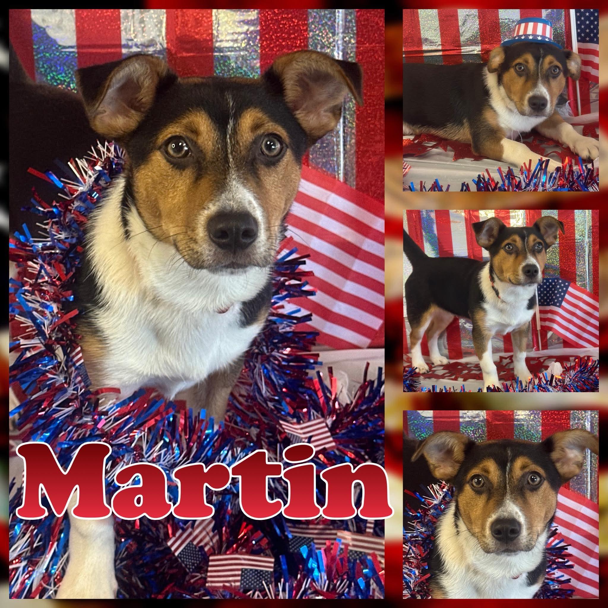 Enlarge Martin, a ADOPTABLE mixed breed in Hatfield, PA image 1/1