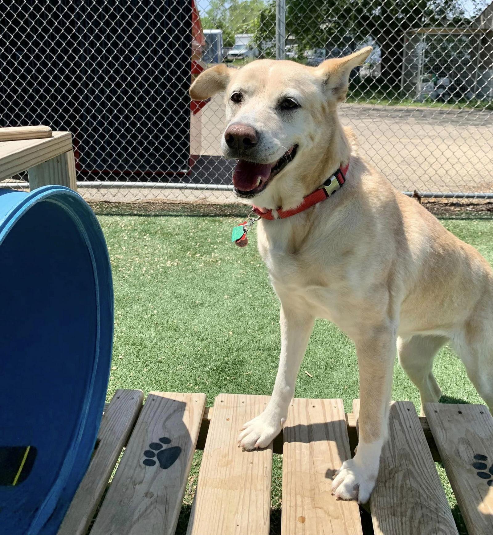 Athena, Adoptable, Senior Female Labrador Retriever.