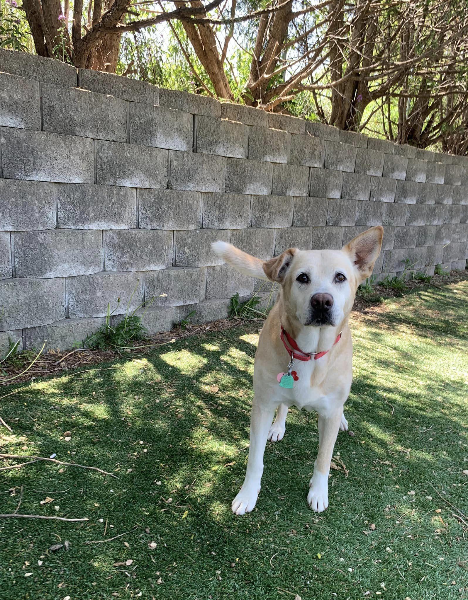 Enlarge Athena, a Adoptable Labrador Retriever in Cedar Rapids, IA image 2/3
