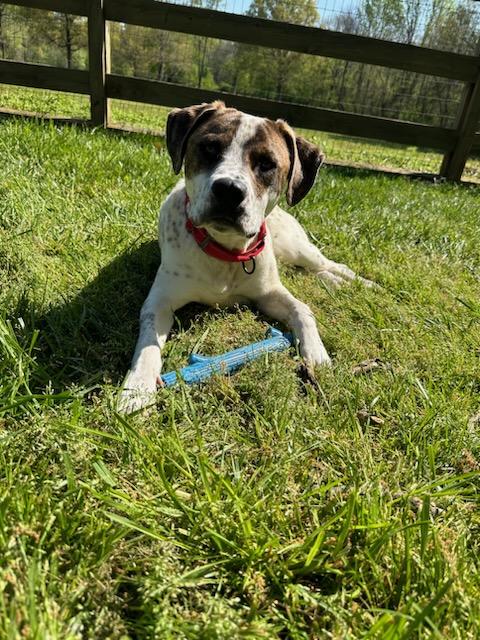 Danny, Adoptable, Young Male Australian Cattle Dog / Blue Heeler & Labrador Retriever.