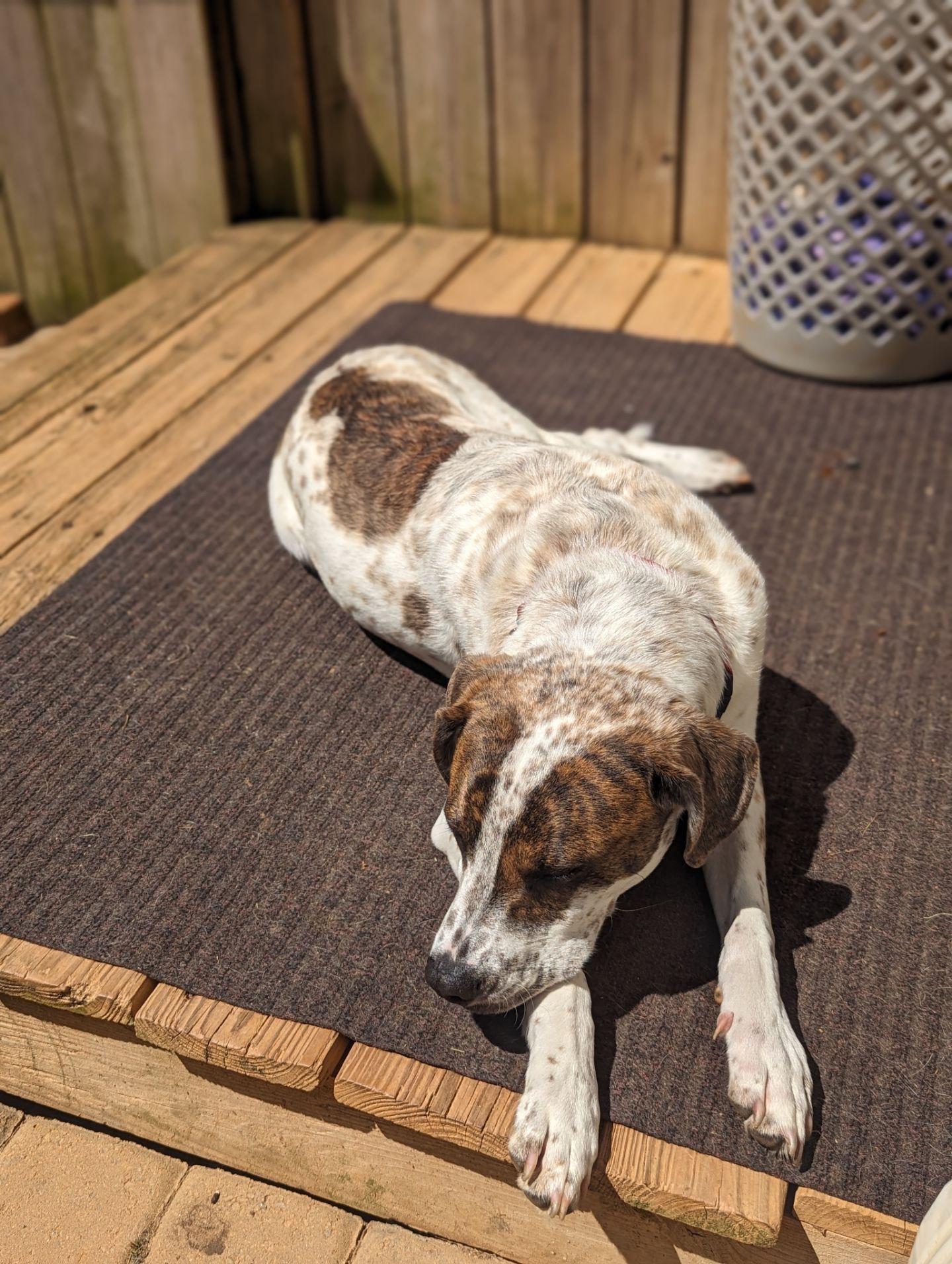 Danny, a Adoptable mixed breed in Monroe, NC image 2/5