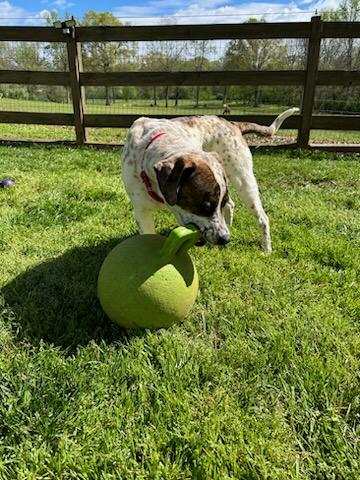 Danny, a Adoptable mixed breed in Monroe, NC image 3/5