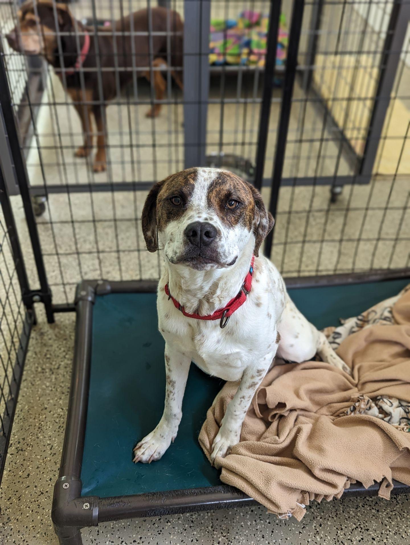 Danny, a Adoptable mixed breed in Monroe, NC image 4/5