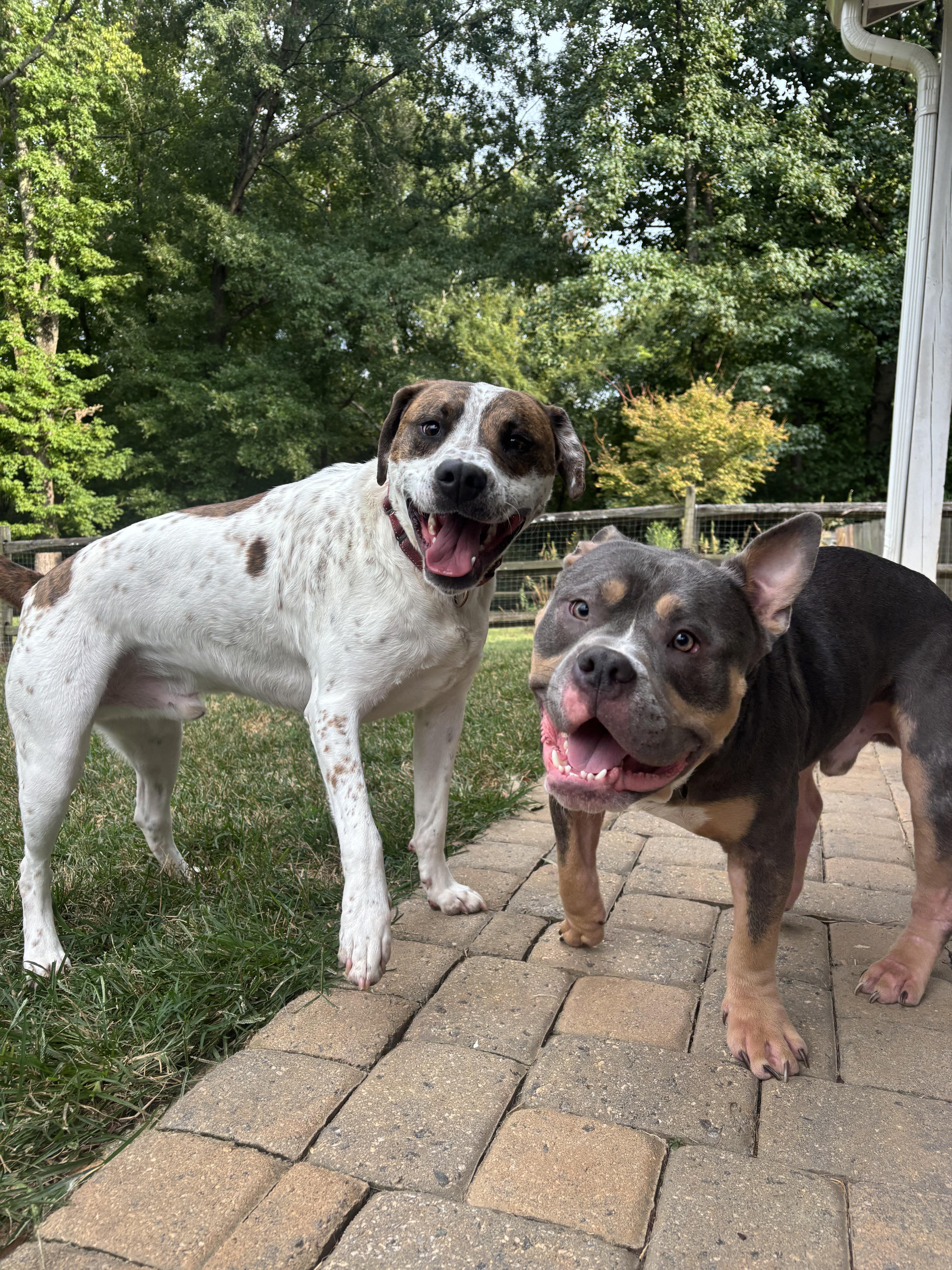 Danny, a Adoptable mixed breed in Monroe, NC image 5/5