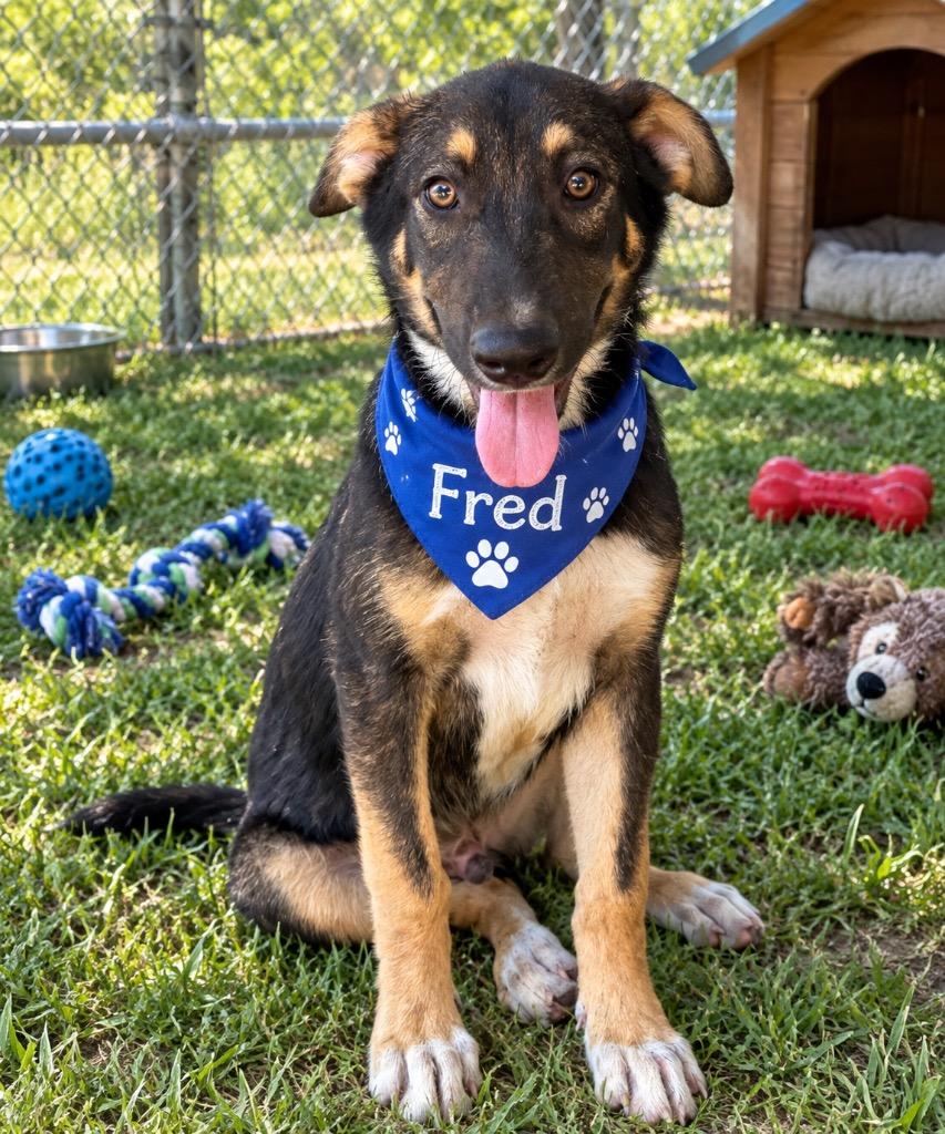 Fred, Adoptable, Puppy Male German Shepherd Dog & Mixed Breed.