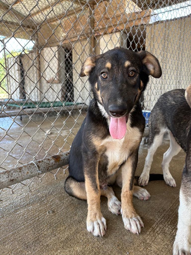 Enlarge Fred, a Adoptable mixed breed in Centralia, IL image 2/2