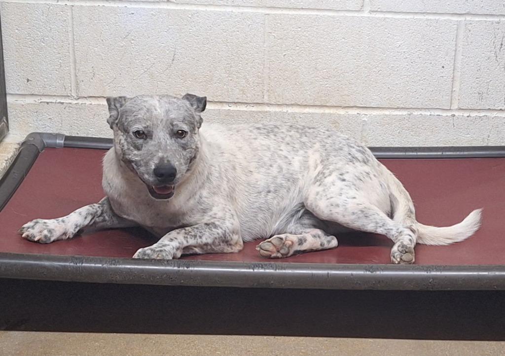 Enlarge Debbie, a Adoptable mixed breed in Lockhart, TX image 1/3