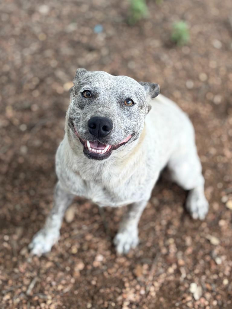 Debbie, a Adoptable mixed breed in Lockhart, TX image 2/6