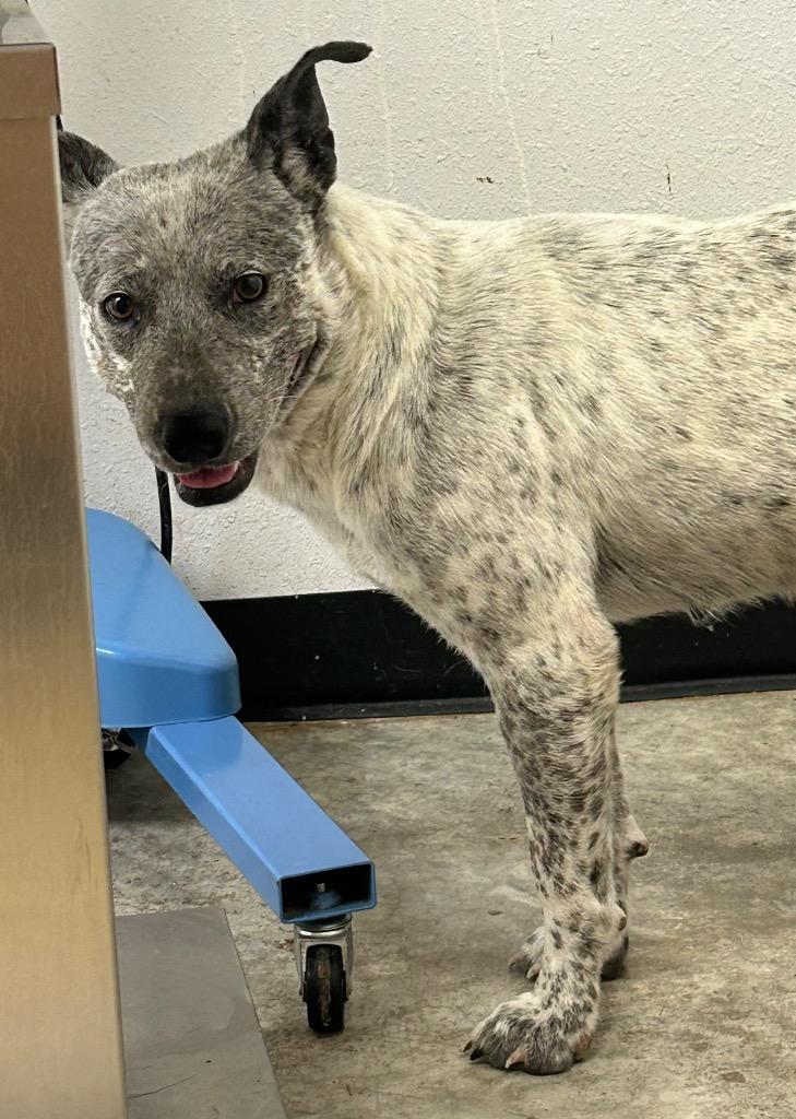 Enlarge Debbie, a Adoptable mixed breed in Lockhart, TX image 2/3