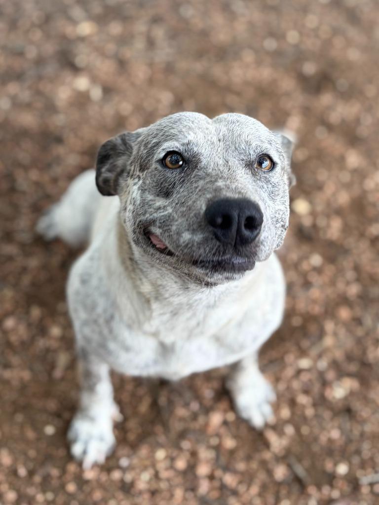 Debbie, a Adoptable mixed breed in Lockhart, TX image 4/6