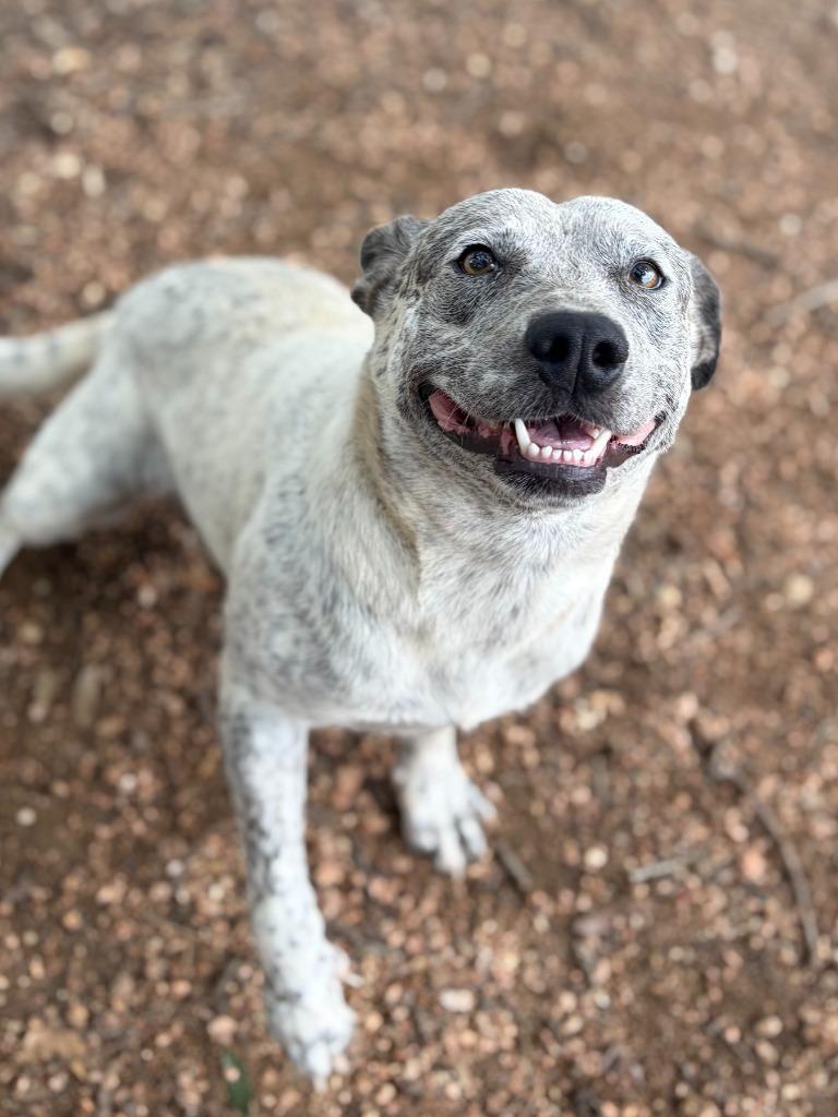 Debbie, a Adoptable mixed breed in Lockhart, TX image 5/6