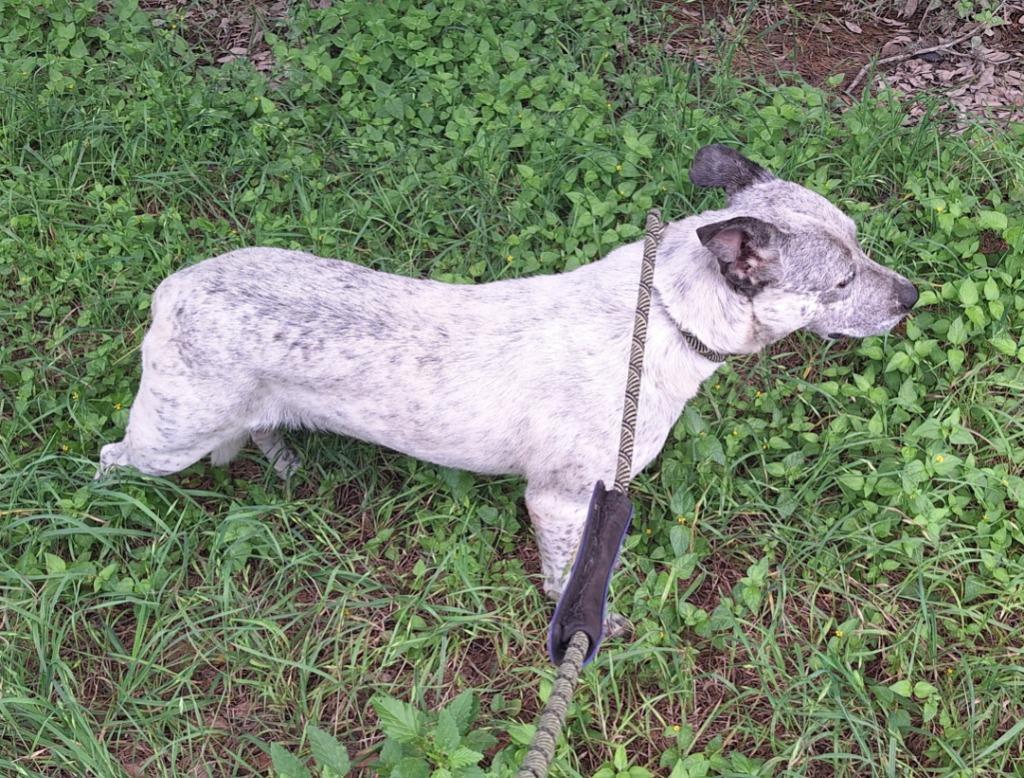 Enlarge Debbie, a Adoptable mixed breed in Lockhart, TX image 3/3