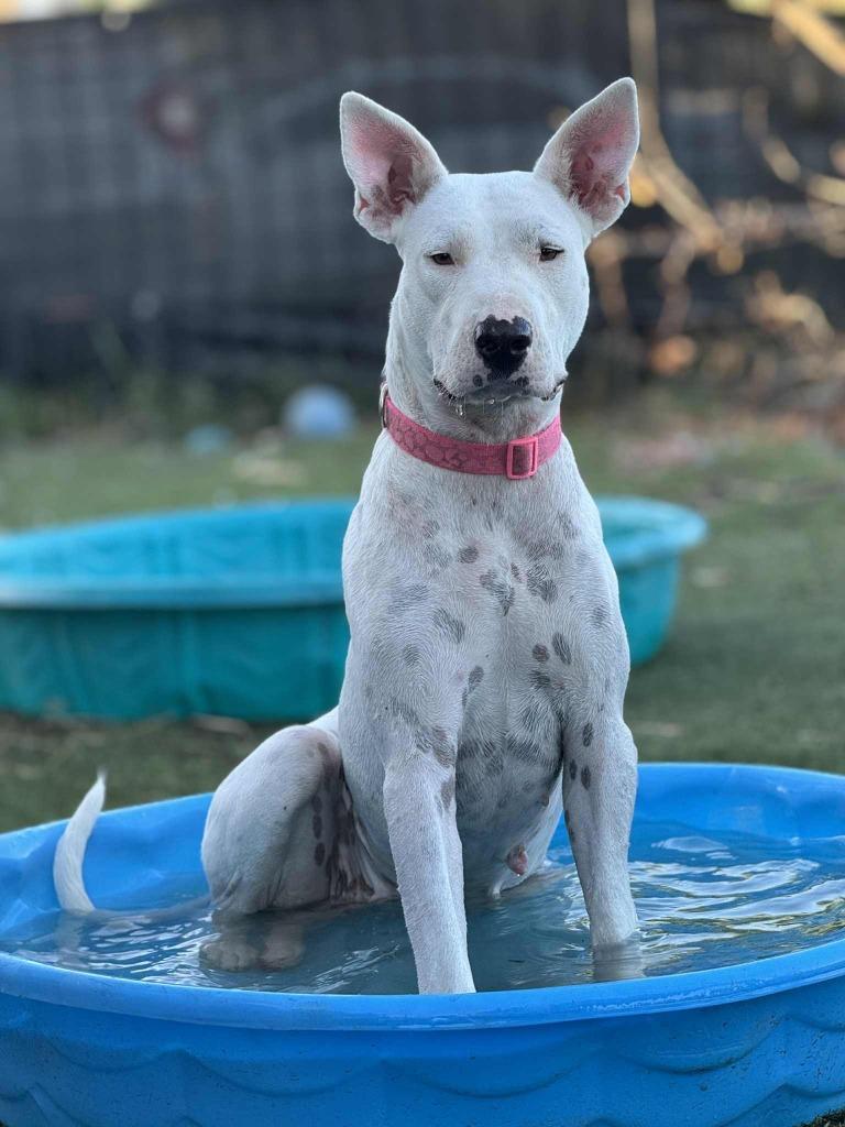 Francine, Adoptable, Adult Female Pit Bull Terrier & Husky.