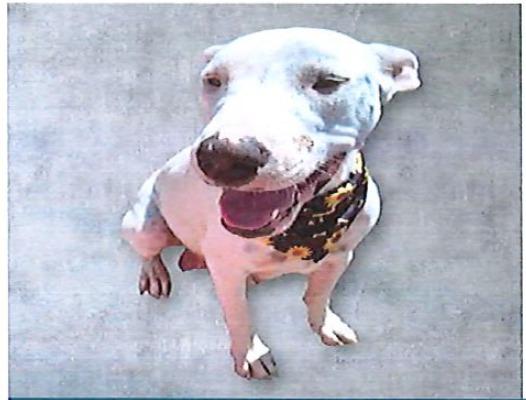 Francine, Adoptable, Adult Female Pit Bull Terrier & Husky.