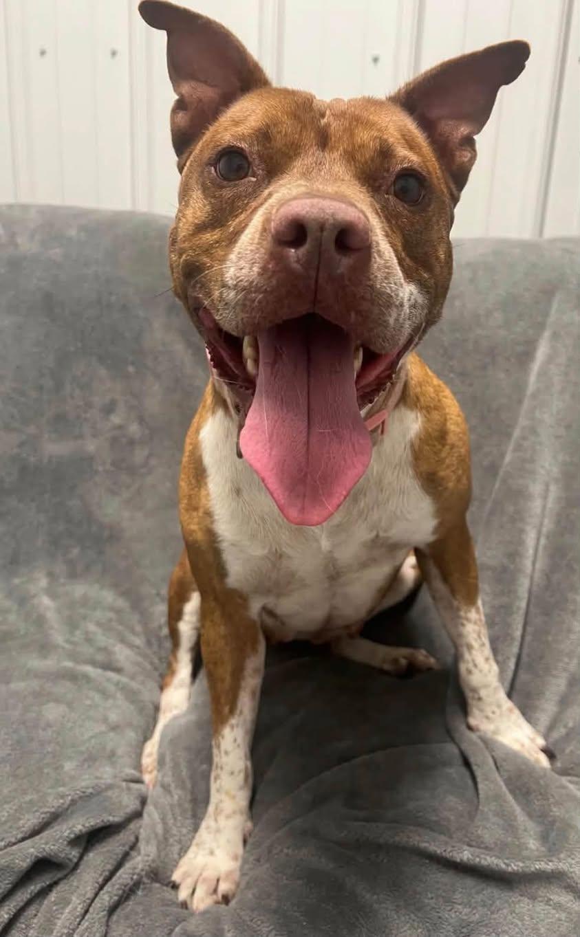 Enlarge Rosie, a Adoptable Mixed Breed in Davenport, IA image 1/2