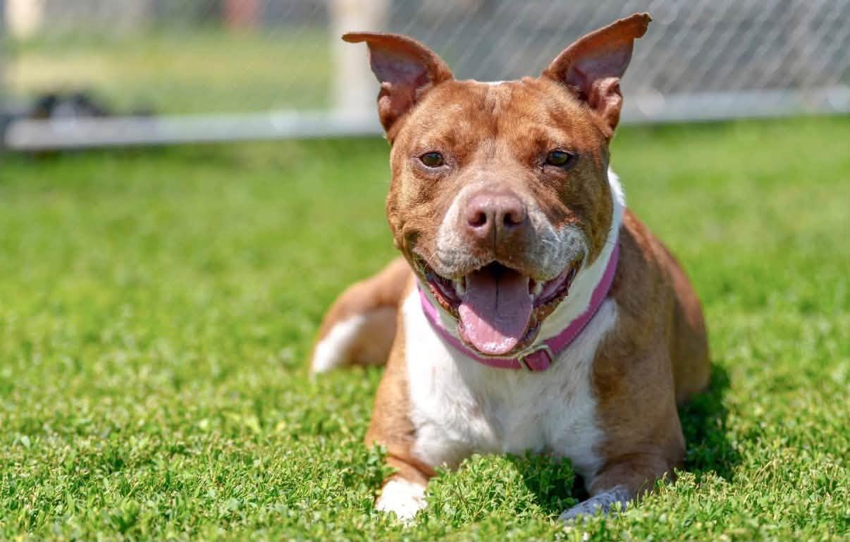 Enlarge Rosie, a Adoptable Mixed Breed in Davenport, IA image 2/2