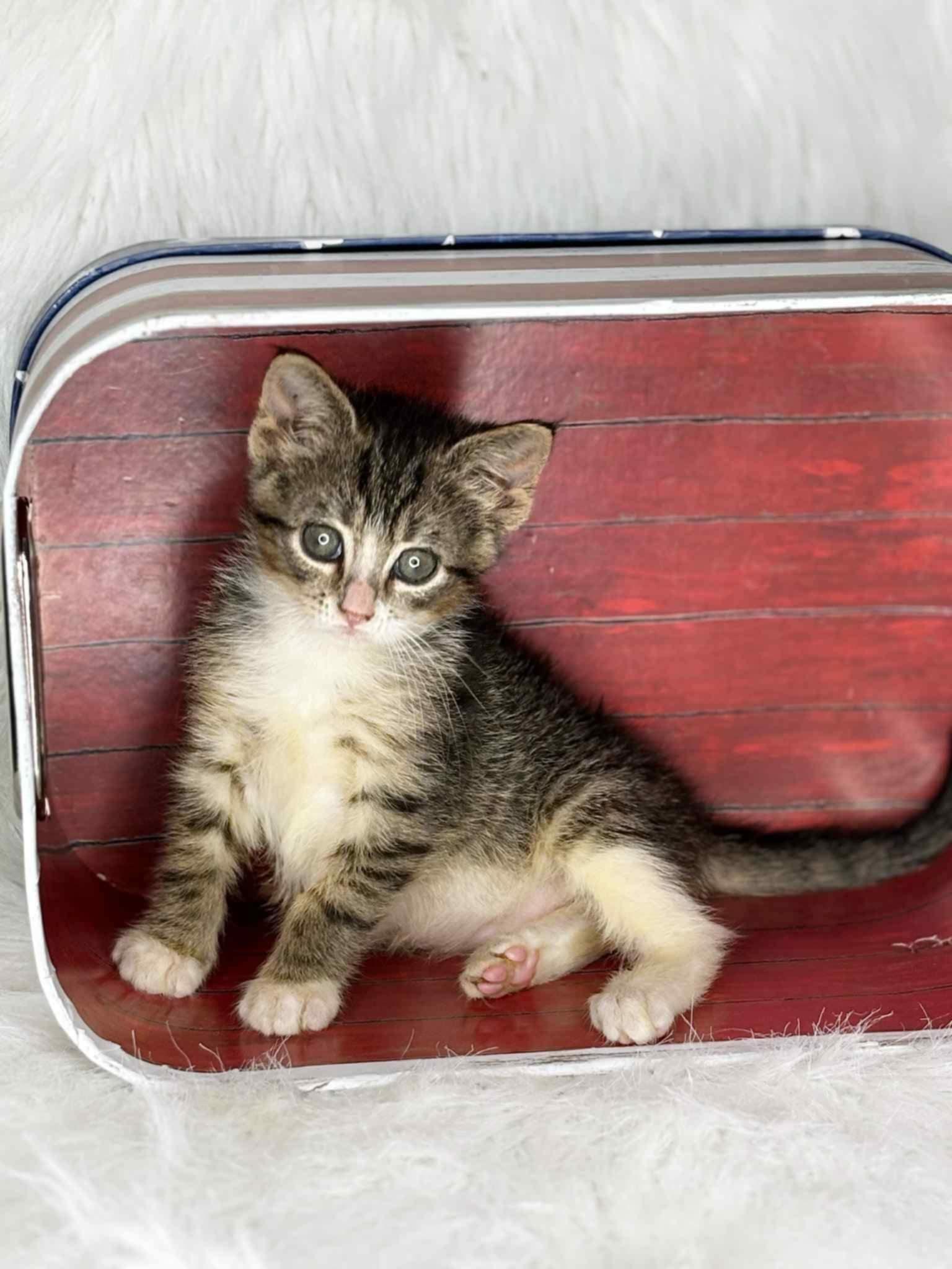 Lilly, Baby Female Domestic Short Hair