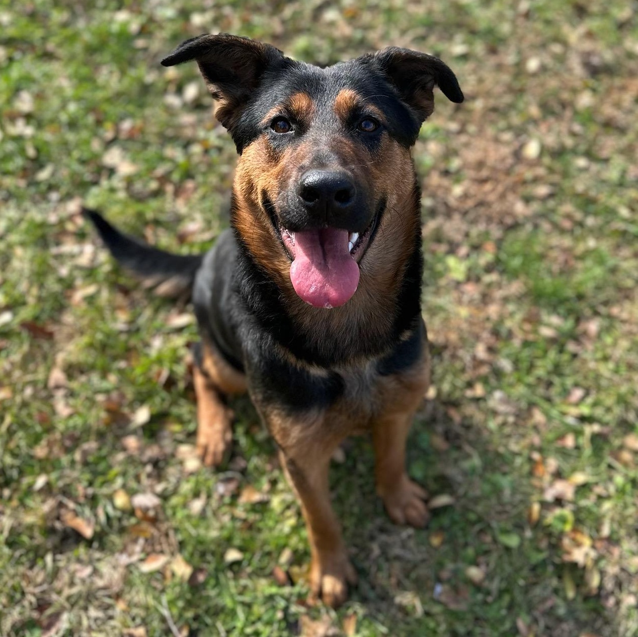 Gia, ADOPTABLE, Young Female German Shepherd Dog.