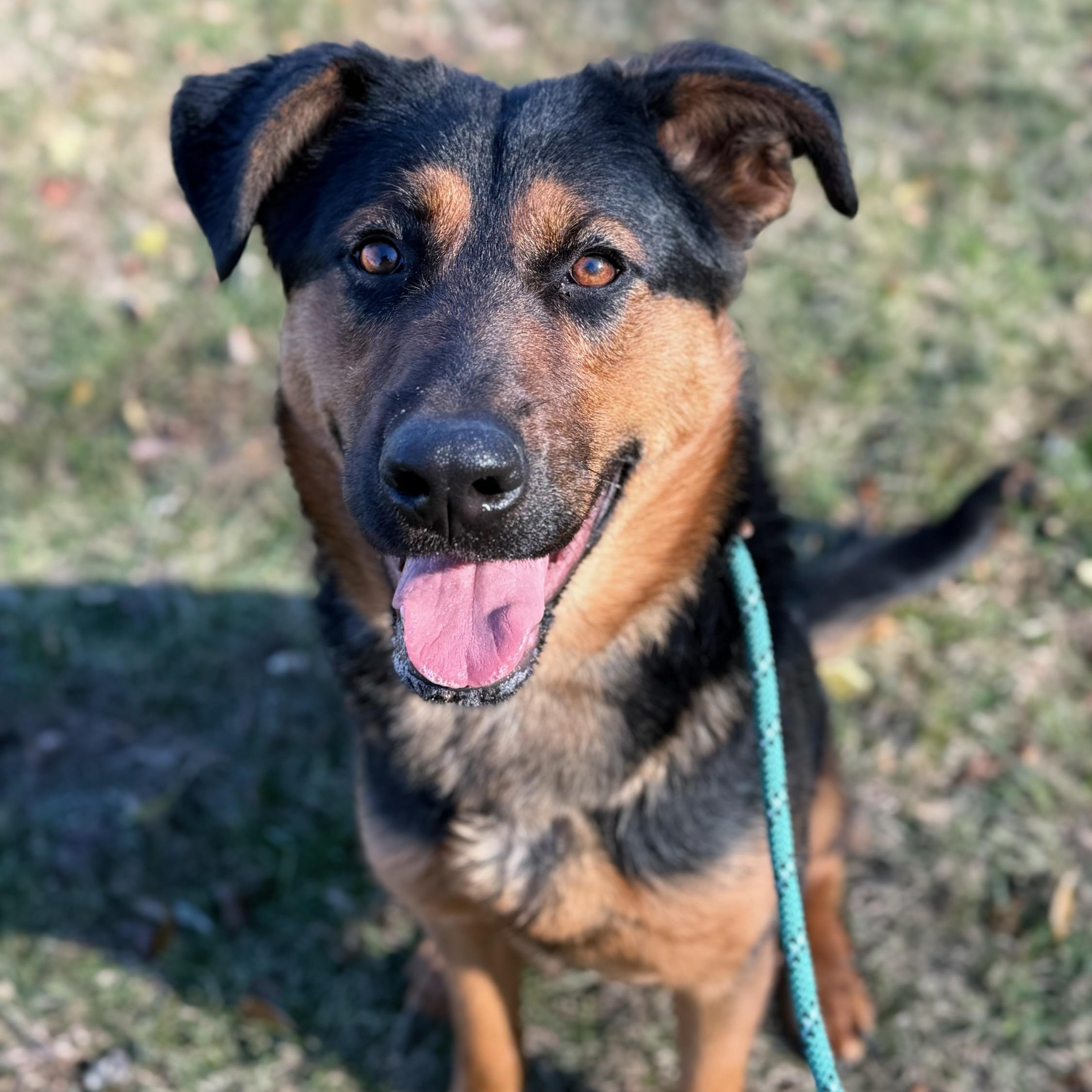 Enlarge Gia, a ADOPTABLE mixed breed in Wayne, NJ image 2/2