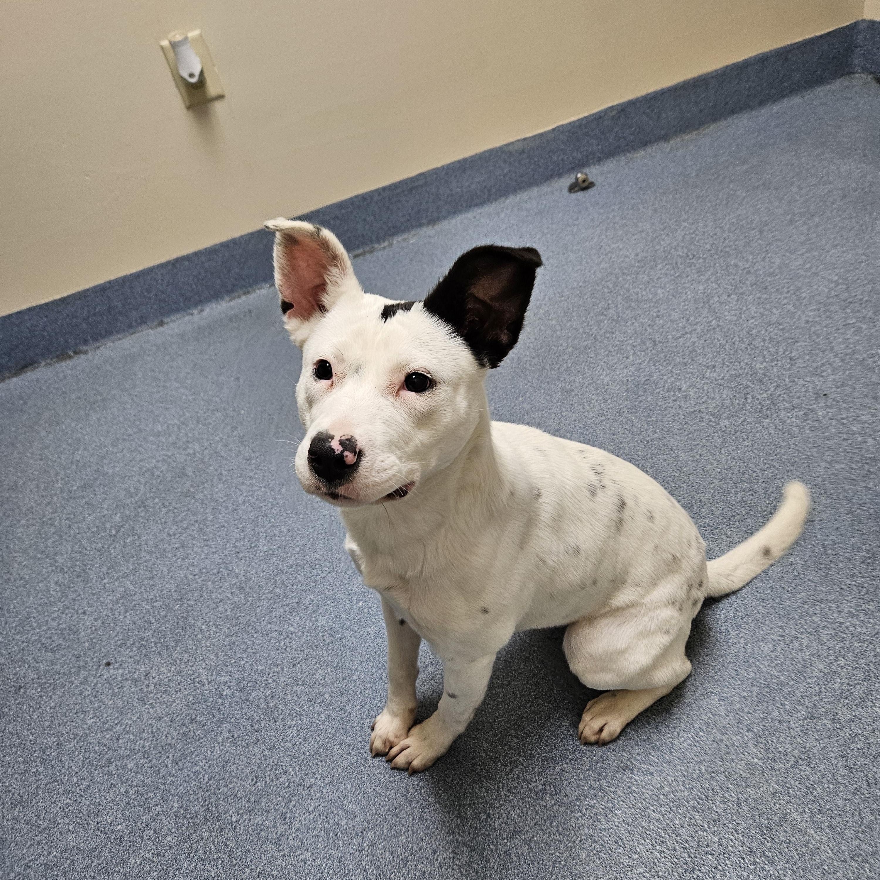 Gumdrop — thumbnail 2