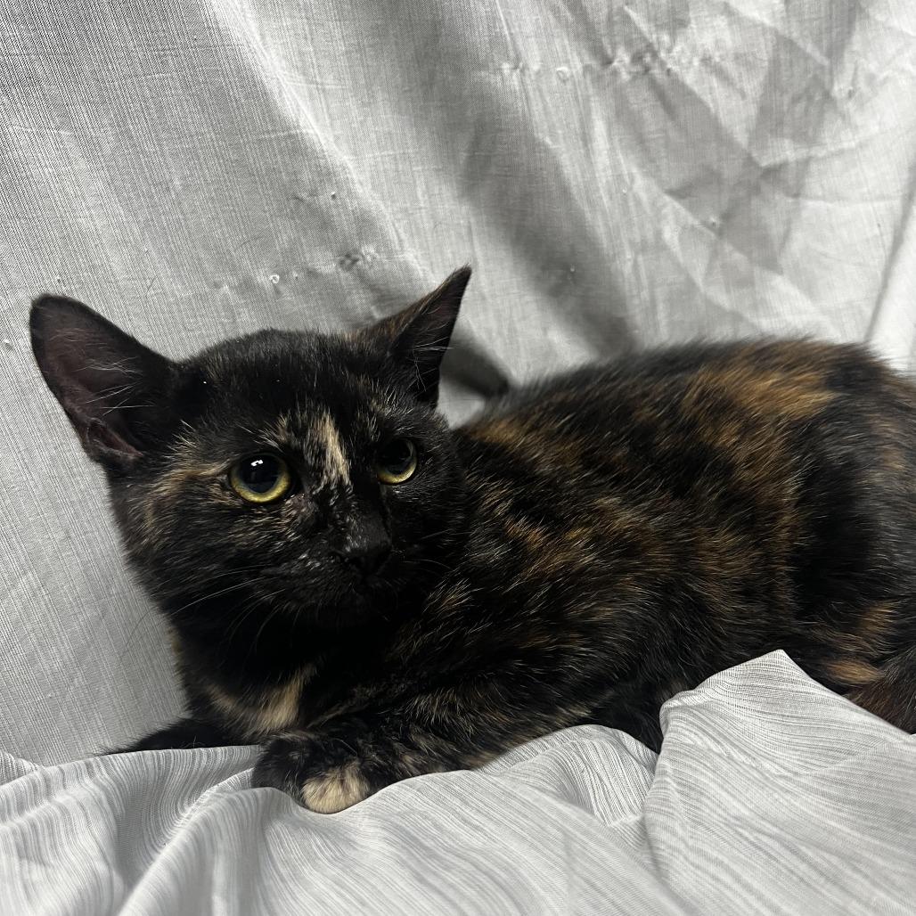 Hazel, Adoptable, Kitten Female Domestic Short Hair.