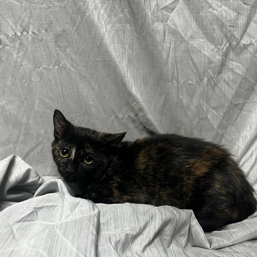 Enlarge Hazel, a Adoptable Domestic Short Hair in Raleigh, NC image 2/4