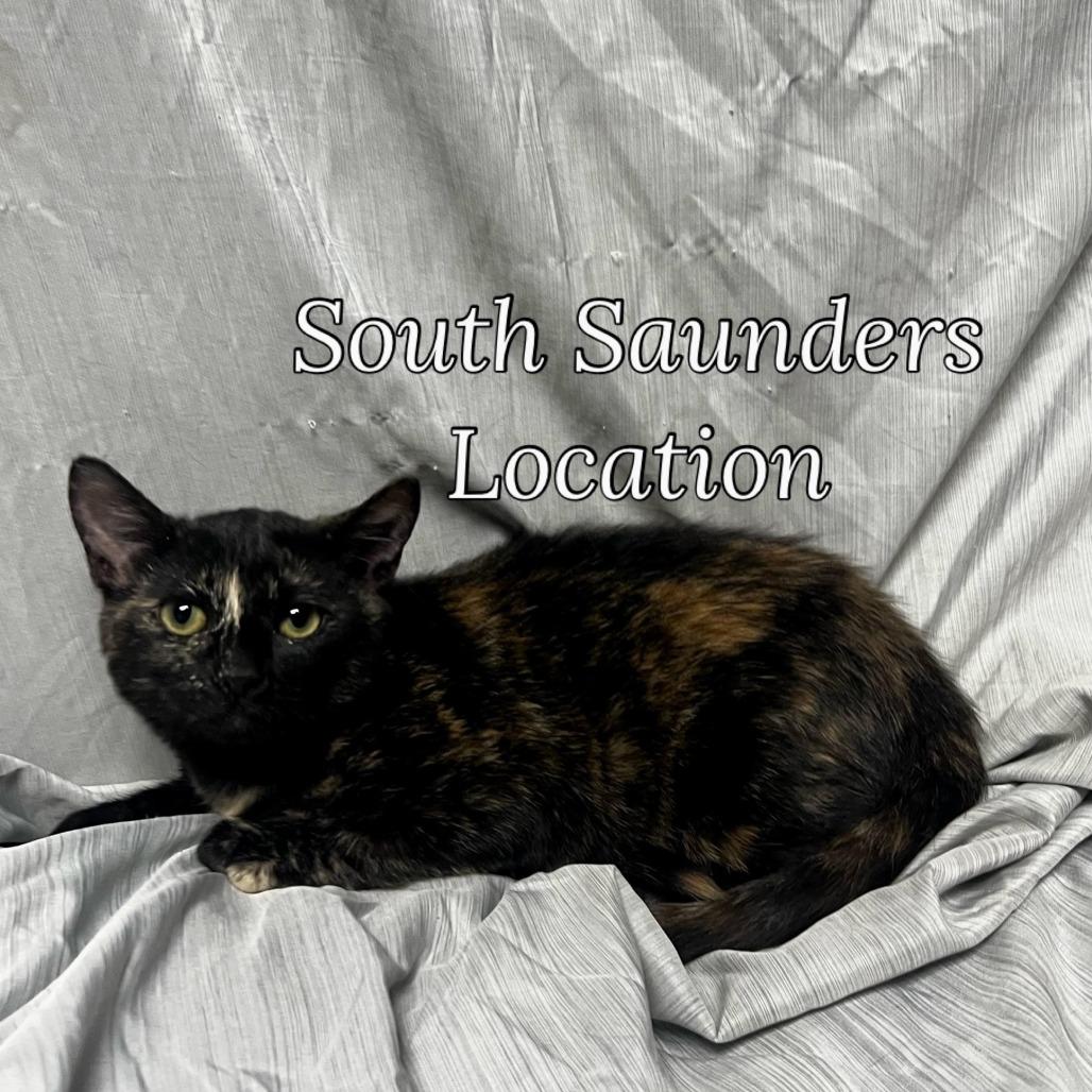 Enlarge Hazel, a Adoptable Domestic Short Hair in Raleigh, NC image 3/4