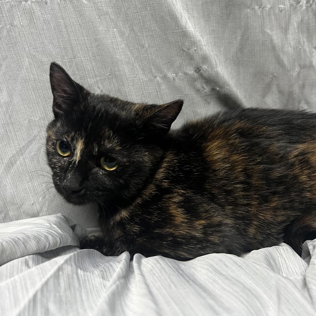 Enlarge Hazel, a Adoptable Domestic Short Hair in Raleigh, NC image 4/4